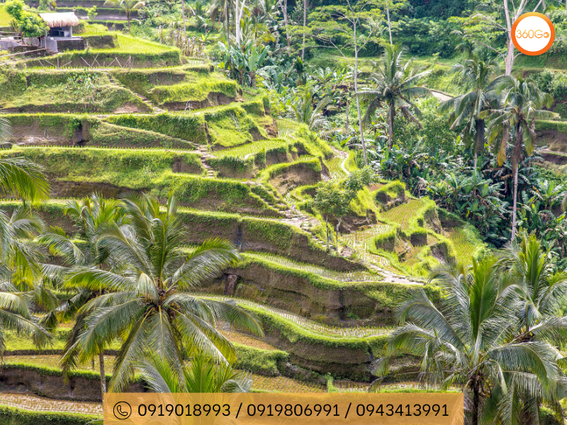 Tegalalang hình thành và phát triển dựa trên hệ thống thủy lợi Subak truyền thống - Du lịch 360Go 